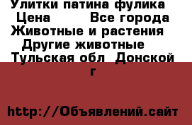 Улитки патина фулика › Цена ­ 10 - Все города Животные и растения » Другие животные   . Тульская обл.,Донской г.